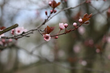 
blooming tree branch. Pink tree blossom