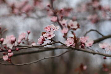 
blooming tree branch. Pink tree blossom