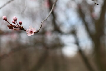 
blooming tree branch. Pink tree blossom