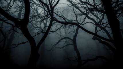 Obraz premium forest fog on black