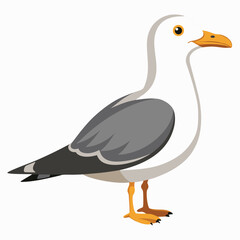unique Seagull bird isolated on white background