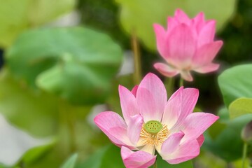 pink water lily