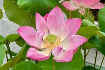 pink lotus in the garden