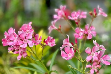 pink and white flowers