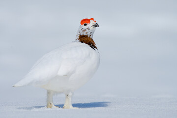 A Willow Ptarmigan walks across the snow during the Alaskan spring.