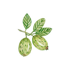 Watercolor illustration of a feijoa plant, isolated on a white background. For textiles, fabrics, covers, wallpaper, prints, gift wrapping and scrapbooking.