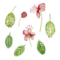 Watercolor illustration with feijoa fruits, flowers, feijoa leaves. Isolated on a white background. For textiles, fabrics, covers, wallpaper, prints, gift wrapping and scrapbooking.