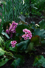 pink flowers in the garden
