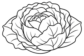 Cabbage line art elegant drawing for food illustrations