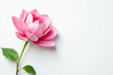 Obraz premium Delicate flower in full bloom on a crisp white background, detail, delicate, nature
