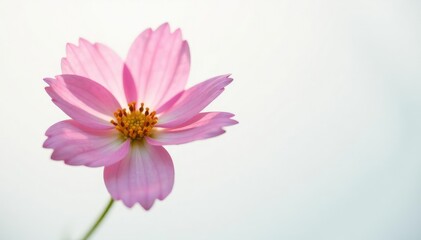 Delicate flower isolated on white background with soft focus effect, bloom, nature