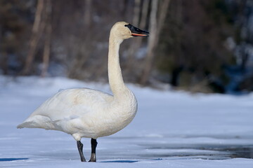 Obraz premium A Trumpeter Swan swims on an Alaskan pond during spring migration
