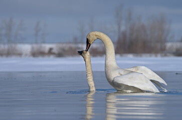 A Trumpeter Swan swims on an Alaskan pond during spring migration