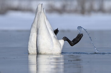 A Trumpeter Swan swims on an Alaskan pond during spring migration