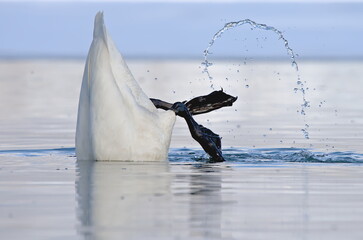 A Trumpeter Swan swims on an Alaskan pond during spring migration