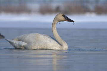 A Trumpeter Swan swims on an Alaskan pond during spring migration