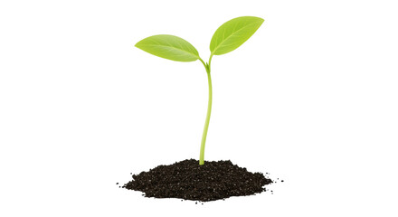 Isolated Sprout in Soil