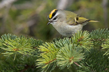 A Golden-crowned Kinglet perches on a spruce tree in the Alaskan forest.