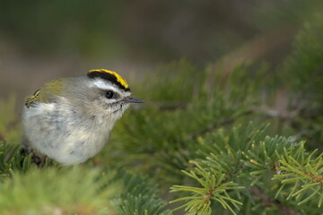 A Golden-crowned Kinglet perches on a spruce tree in the Alaskan forest.