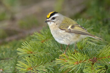 A Golden-crowned Kinglet perches on a spruce tree in the Alaskan forest.