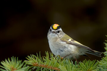 A Golden-crowned Kinglet perches on a spruce tree in the Alaskan forest.