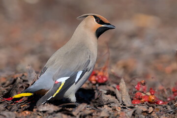 A Bohemian Waxwing feeds on berries during the Alaskan winter.