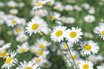 White flowers daisy chamomile growing on green field, floral aesthetic background, outdoor flowery scenery, delicate blooms nature, summer wildflowers meadow, herbal medicine, beauty in nature.