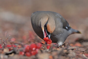 A Bohemian Waxwing feeds on berries during the Alaskan winter.