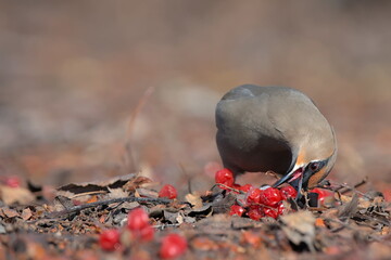 A Bohemian Waxwing feeds on berries during the Alaskan winter.