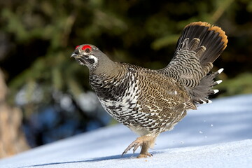 A Spruce Grouse displays in an Alaskan forest