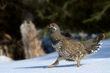 A Spruce Grouse displays in an Alaskan forest