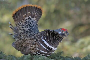 A Spruce Grouse displays in an Alaskan forest