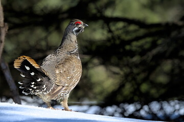 A Spruce Grouse displays in an Alaskan forest