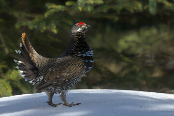 A Spruce Grouse displays in an Alaskan forest