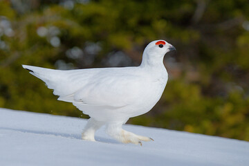 A Willow Ptarmigan walks across the snow in the Alaskan wilderness.