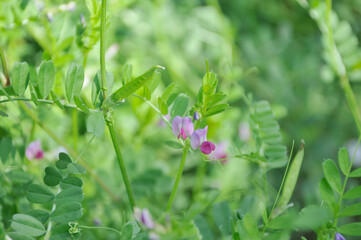 ピンク色の小花