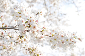 満開の桜