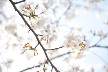 桜の花