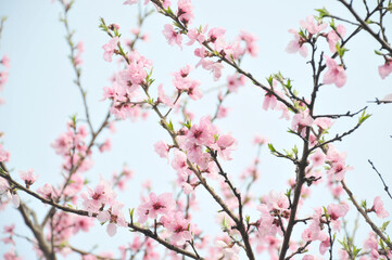 ピンク色の花