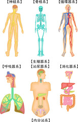人　構造　イラスト　日本語