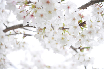 満開の桜の花