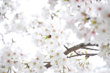 満開の桜の花