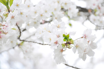 満開の桜の花