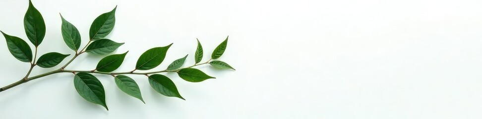Fototapeta premium Dark green branches isolated on white background with subtle texture, conveying natural elegance, botanical, nature, green