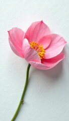 Delicate flower petals unfolding on a white surface, simplicity, purity