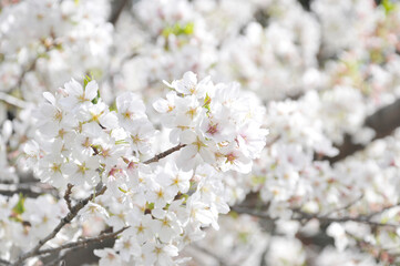 満開の桜の花