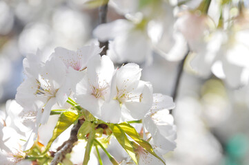 桜の花