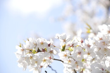 満開の桜の花