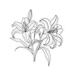 Vector hand drawn lily flowers line art. Set of luxury flowers and logo. Trendy botanical elements. Hand drawn line leaves branches and blooming. Wedding elegant wildflowers.
