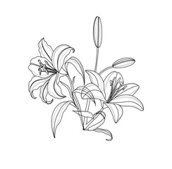 Vector hand drawn lily flowers line art. Set of luxury flowers and logo. Trendy botanical elements. Hand drawn line leaves branches and blooming. Wedding elegant wildflowers.